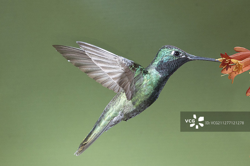 雄性蜂鸟在花上特写觅食图片素材