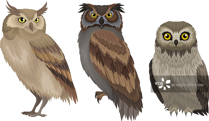 各种猫头鹰野生森林合集图片素材