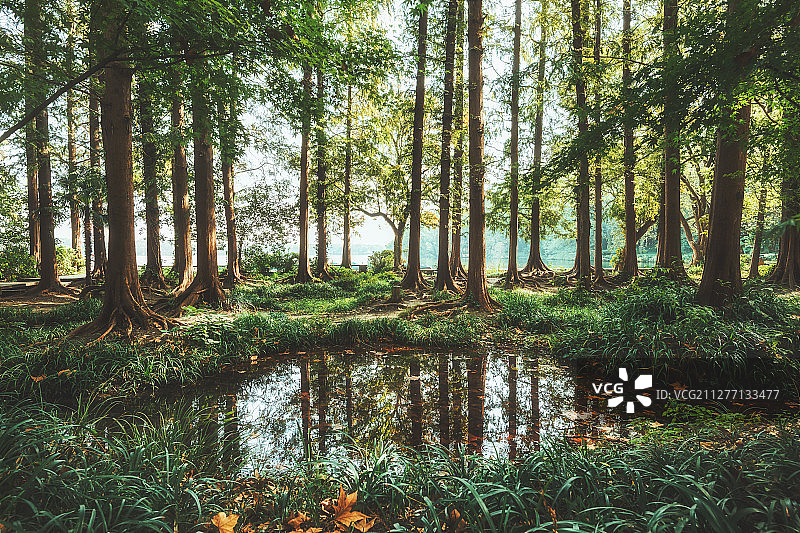 西湖边树林里的一湾池水图片素材