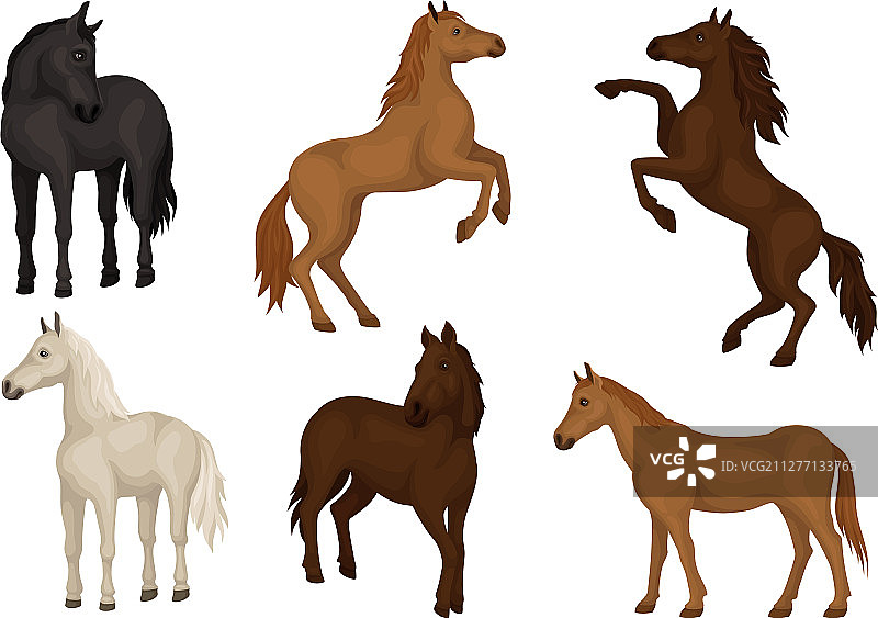 美丽的马品种收藏图片素材