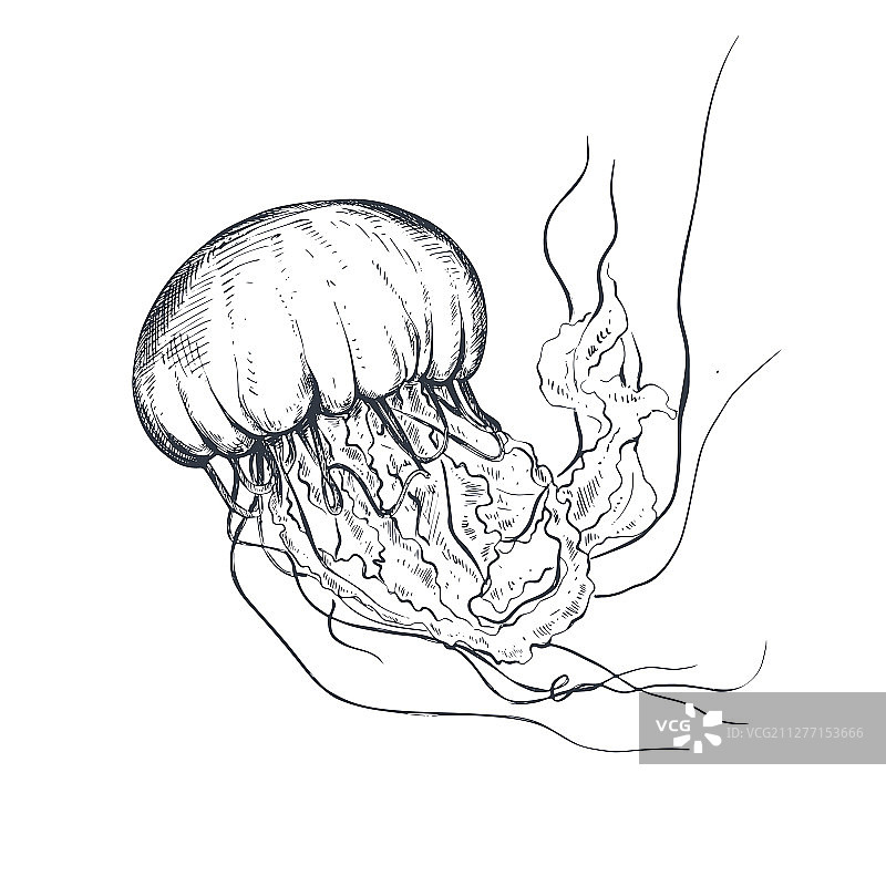 手绘素描风格水母图片素材