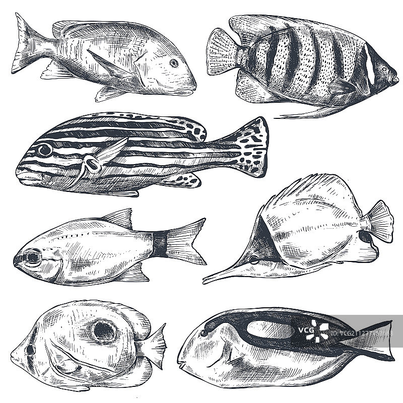 手绘异国鱼类合集图片素材