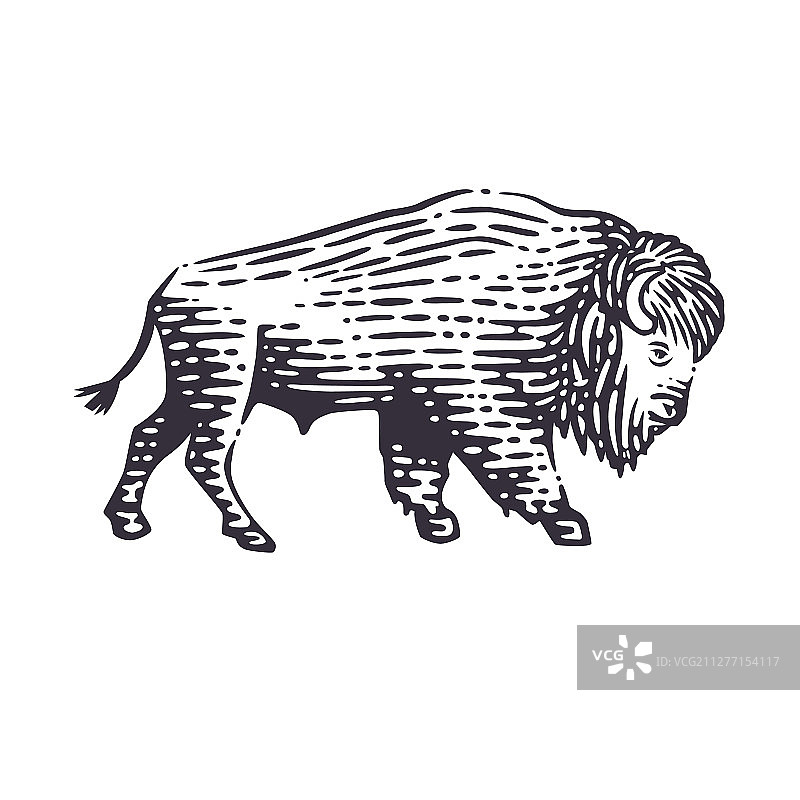 美洲野牛图片素材