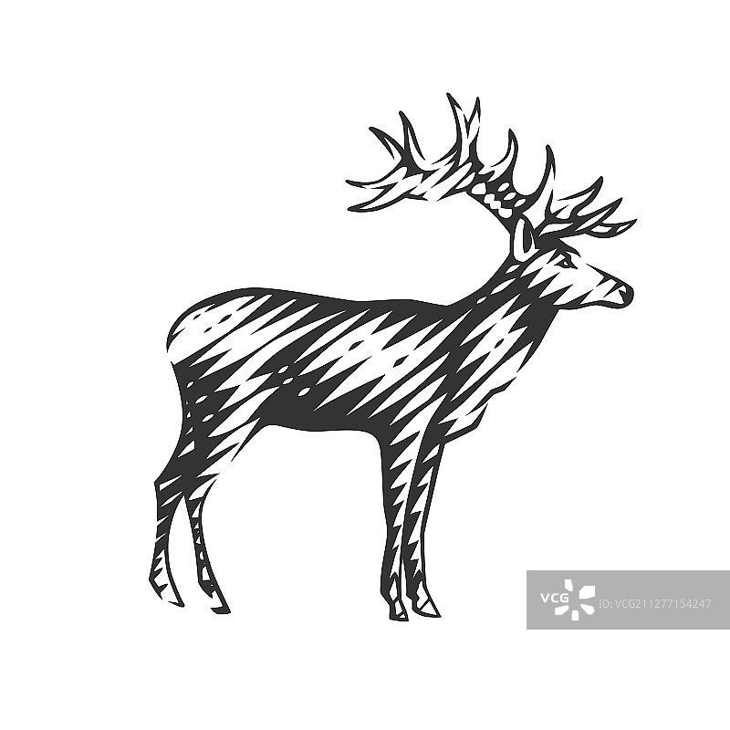 美丽的鹿图片素材