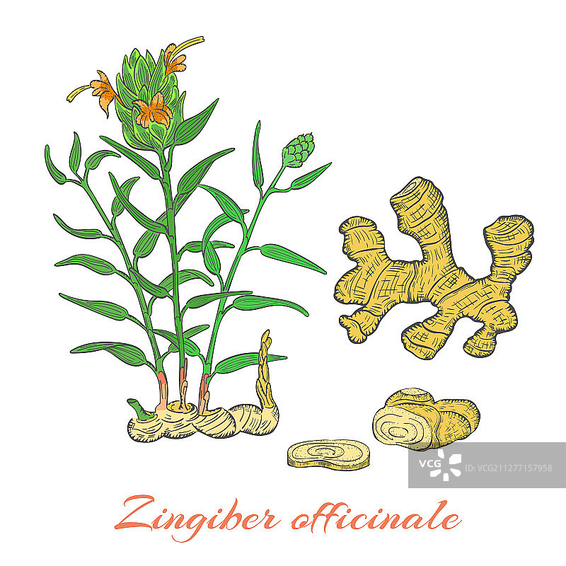 手绘灌木姜及其根图片素材