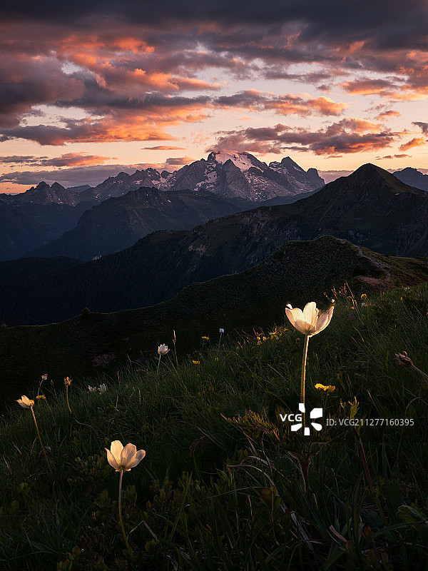 花与远山图片素材