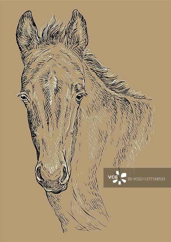 棕色马肖像28图片素材