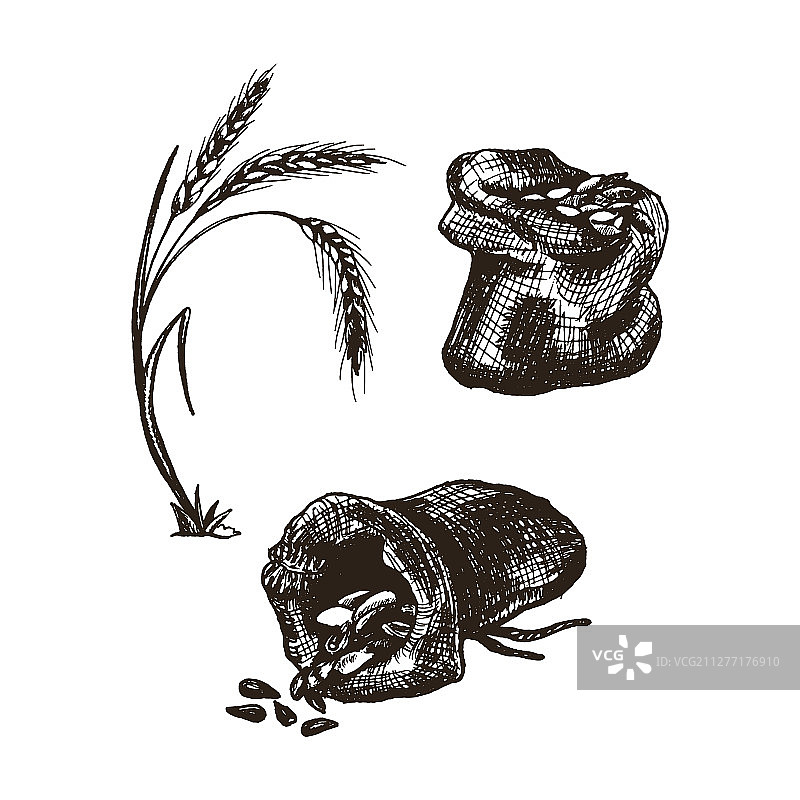 装有谷物或麦穗的袋子图片素材