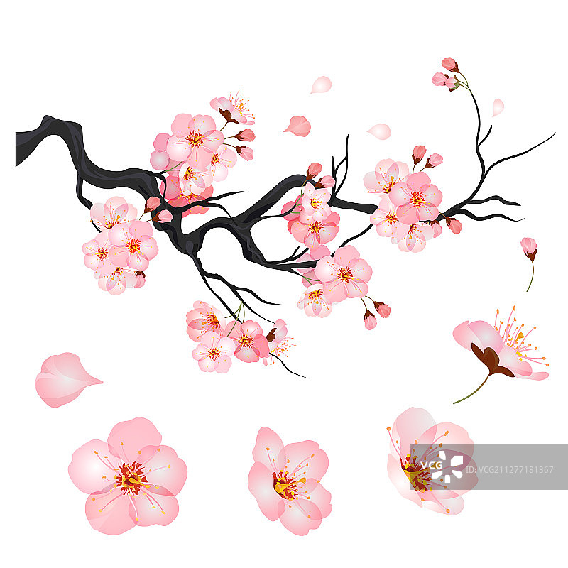 日式樱花树枝图片素材