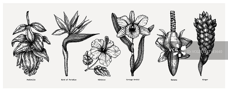热带花卉速写合集E图片素材