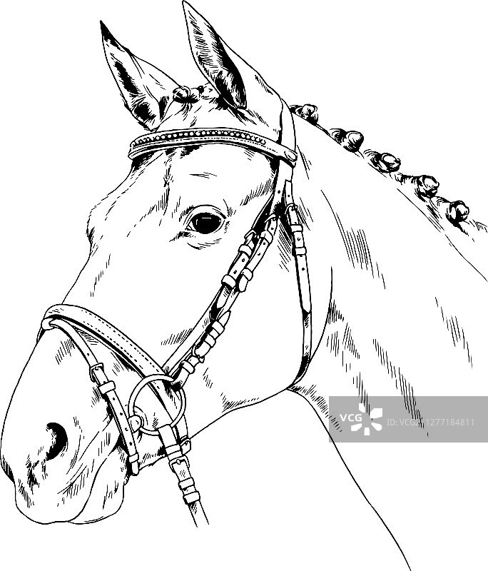 墨水手绘的无挽具赛马图片素材