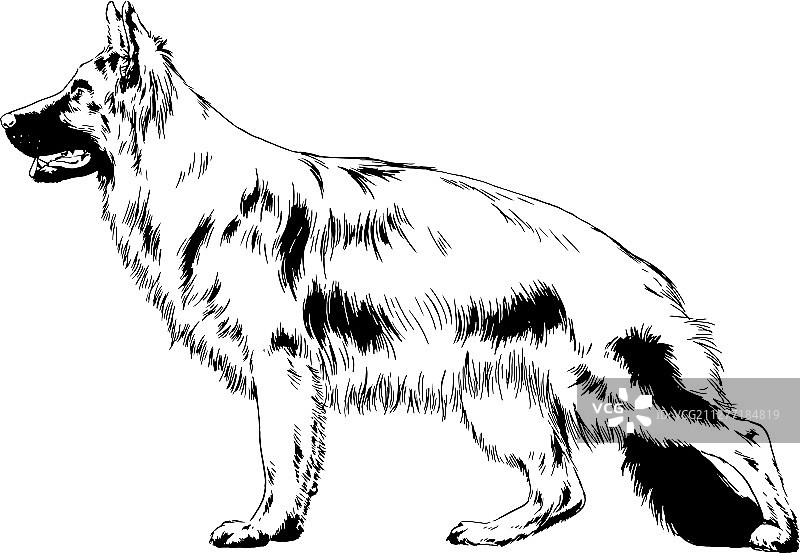 墨水手绘纯种犬图片素材