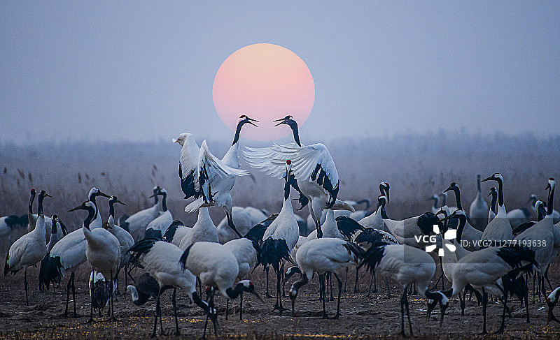 清晨丹顶鹤在湿地保护区内翩翩起舞图片素材