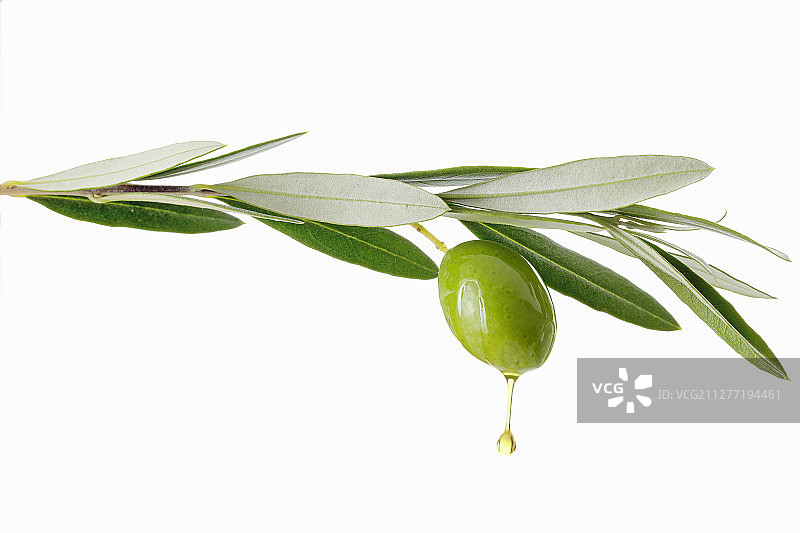 橄榄油从橄榄枝上滴落图片素材