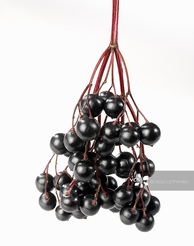 接骨木果实图片素材