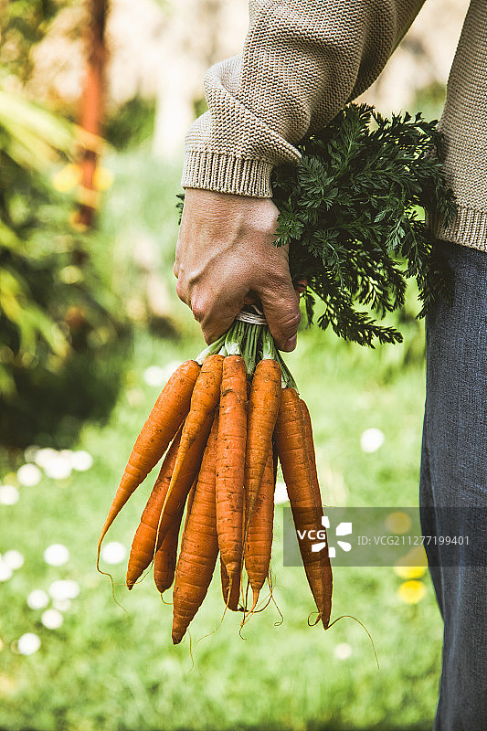 农民手中的新鲜有机胡萝卜图片素材