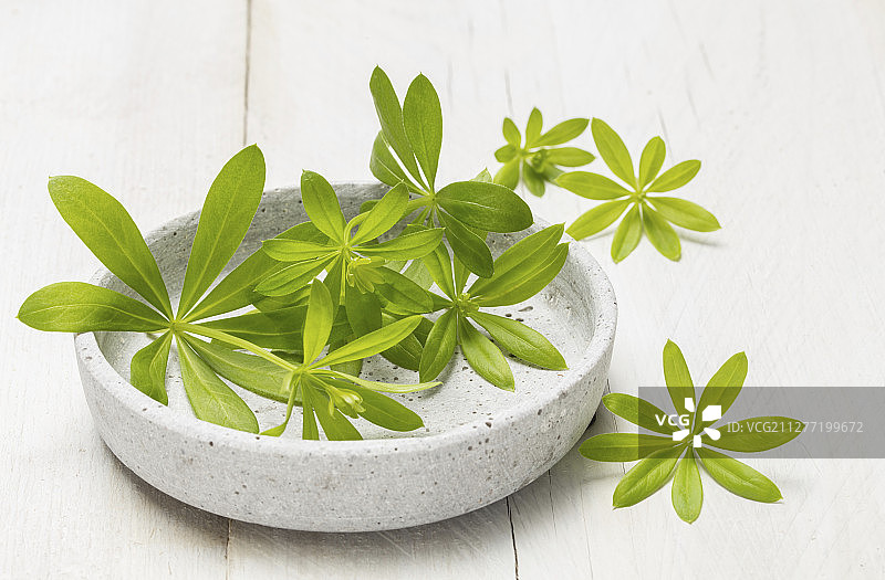 新鲜的香车叶草图片素材