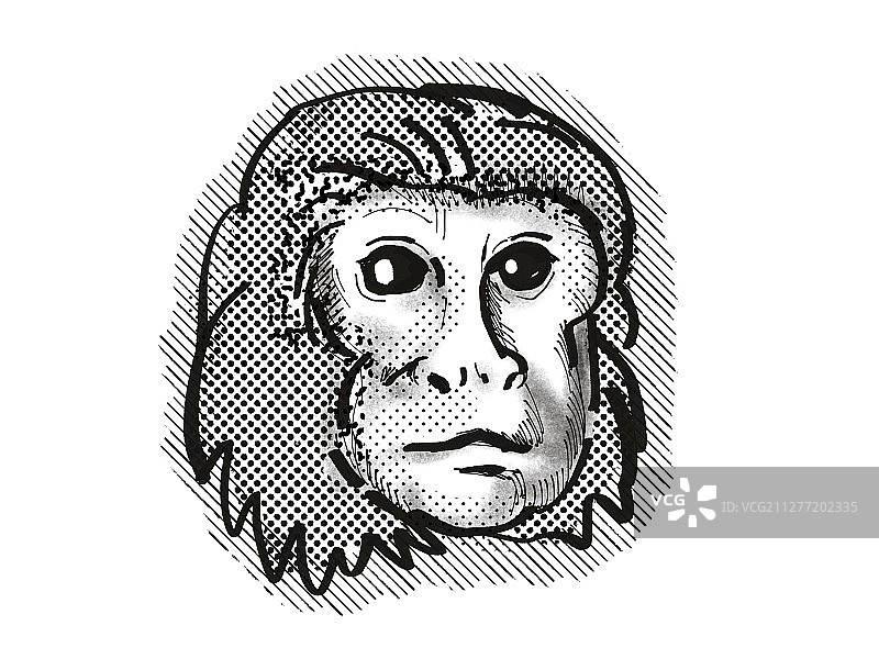 复古卡通金狮狨头部黑白插画图片素材