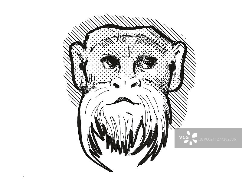 复古卡通风格手绘：Emperor Tamarin猴头部正面图图片素材