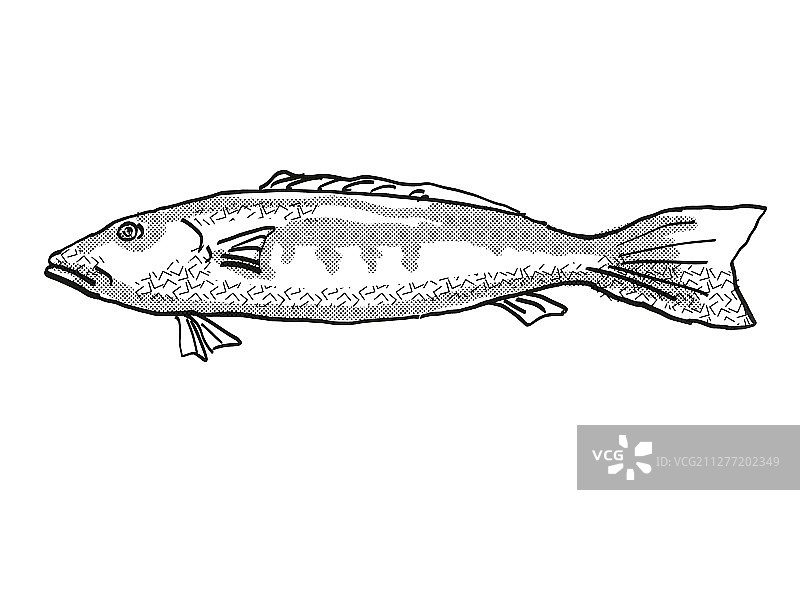 卡通风格线稿：新西兰蓝鳕鱼图片素材