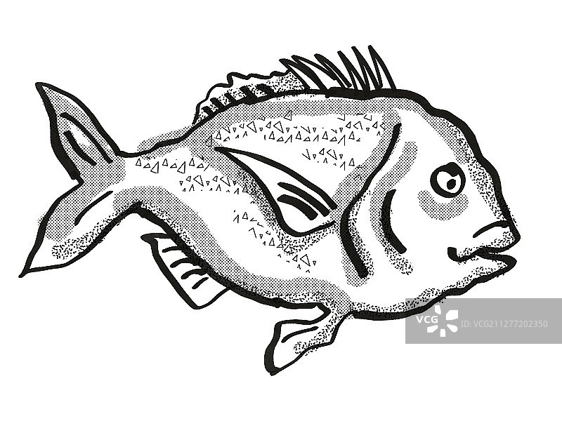 复古卡通风格的新西兰鲷鱼黑白绘画图片素材