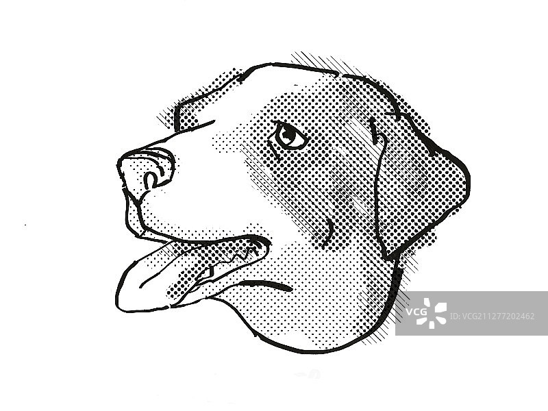 复古卡通风格的阿彭策尔犬犬种头部黑白绘画图片素材