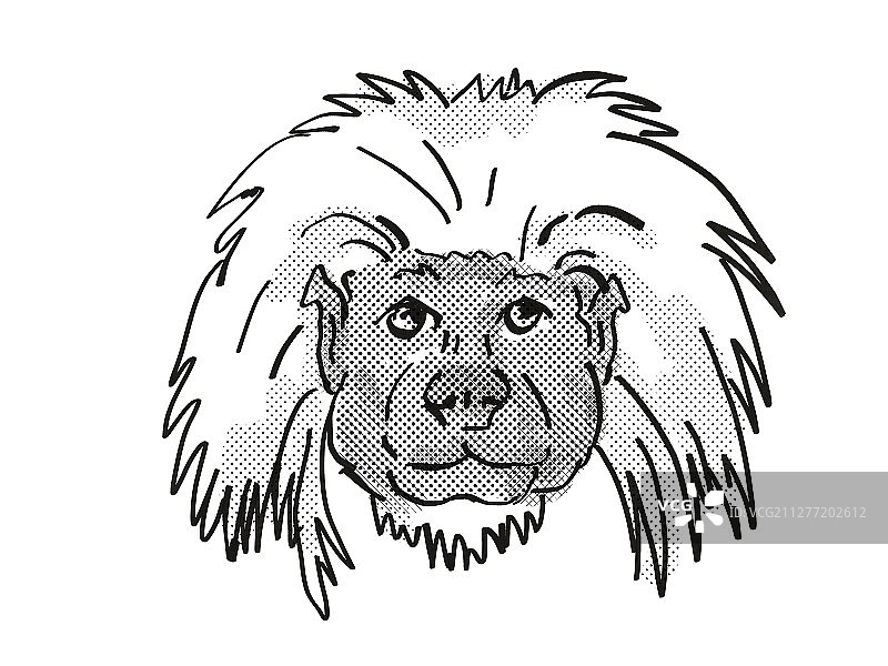 复古卡通风格：棉顶狨猴头部，濒危野生动物图片素材