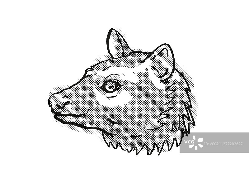 亚洲棕榈麝猫或普通棕榈麝猫头像的复古卡通风格绘画，一种濒危野生动物，在孤立的白色背景上以黑白完成。图片素材