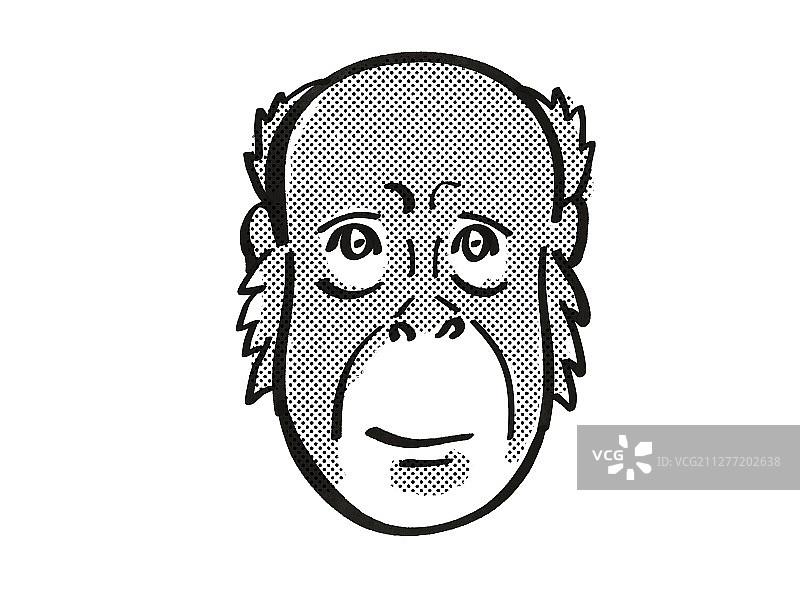 婆罗洲猩猩头部复古卡通单线风格绘画，也称为红猿，是孤立白色背景上的濒危野生动物物种，以黑白方式完成图片素材