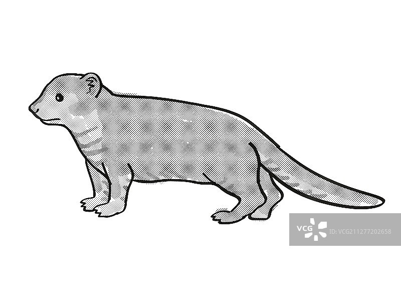 复古卡通单线风格绘画：猫鼬或小獴，一种濒危野生动物，在孤立的白色背景上以黑白全身绘制图片素材