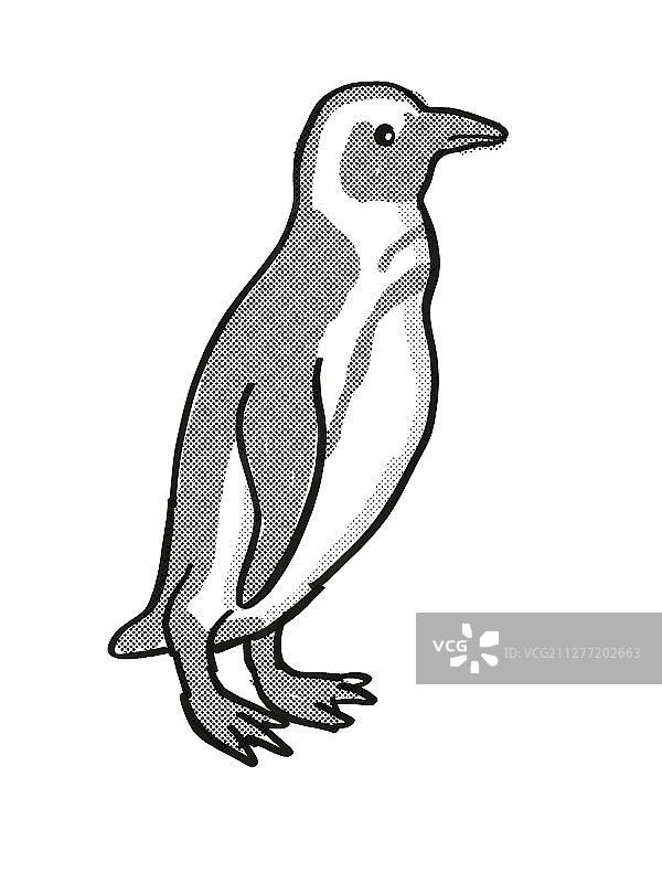 复古卡通单线风格绘画：非洲企鹅或Spheniscus demersus的黑白全身图，一种濒危野生动物，在白色隔离背景上完成图片素材
