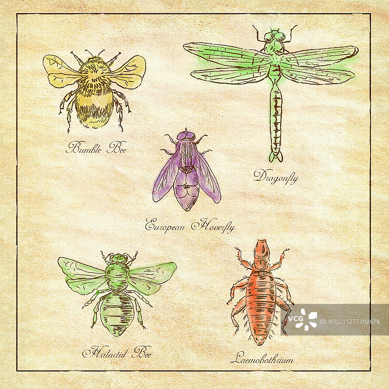 昆虫复古绘画插图：大黄蜂、欧洲食蚜蝇、蜻蜓、Hlalactid蜂和虱子在古董纸上的彩色图案。大黄蜂、欧洲食蚜蝇、蜻蜓、Hlalactid蜂和虱子复古收藏图片素材