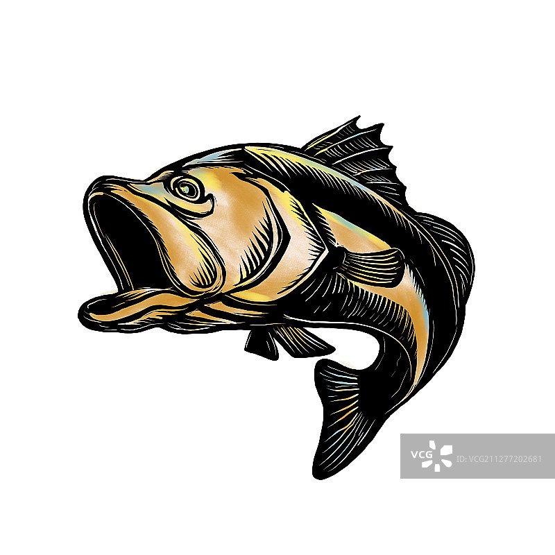 大口黑鲈、澳洲肺鱼或亚洲海鲈在孤立背景上跳跃的刮板风格插图。大口黑鲈刮板图片素材