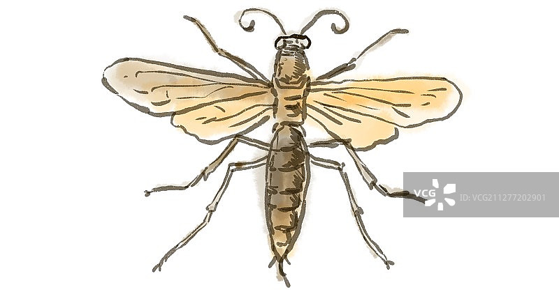 白色背景下展开翅膀的水彩黄蜂图片素材