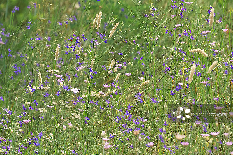 夏季紫 larkspur 花田图片素材