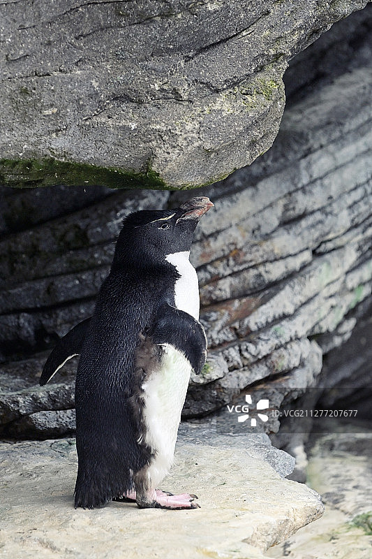 动物园岩石上的凤头企鹅图片素材