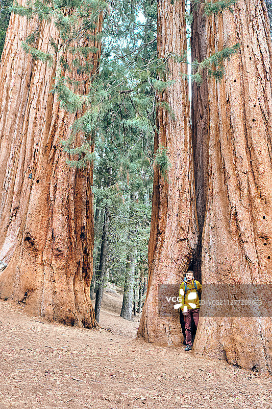 背着背包在红杉树国家公园徒步旅行的游客，美国加利福尼亚州图片素材