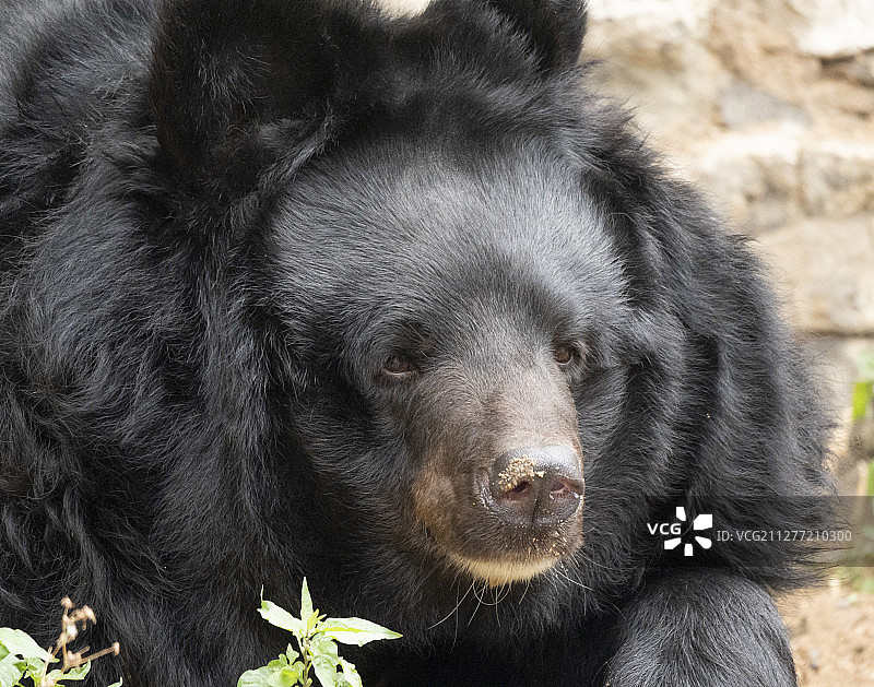 喜马拉雅熊或乌苏里黑熊图片素材
