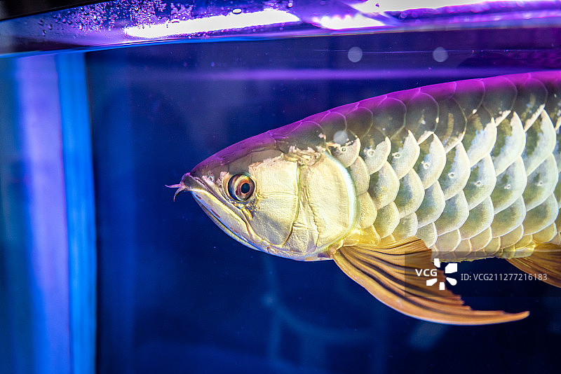 金龙鱼图片素材