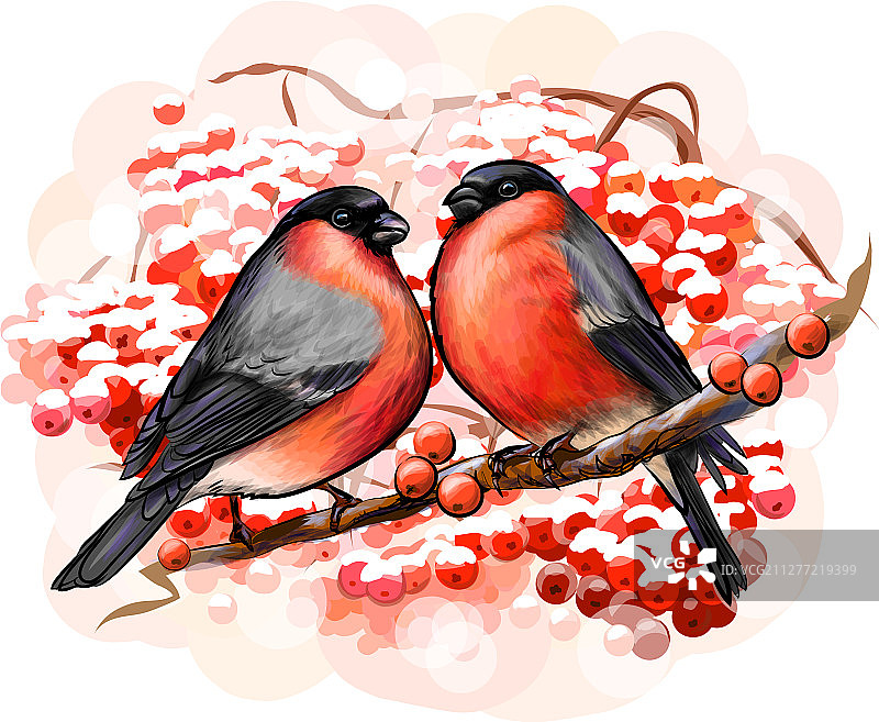 一对美丽的冬季鸟类红腹灰雀图片素材