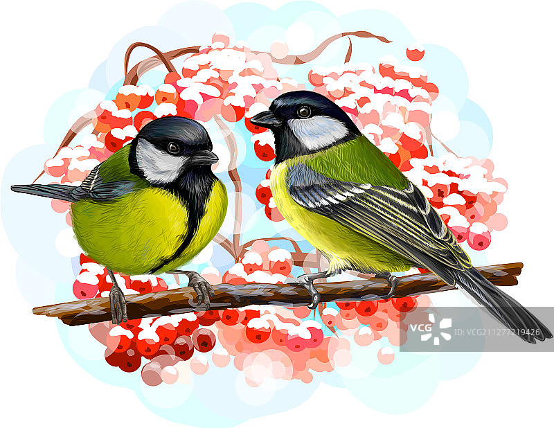 山雀站在白色背景的树枝上图片素材