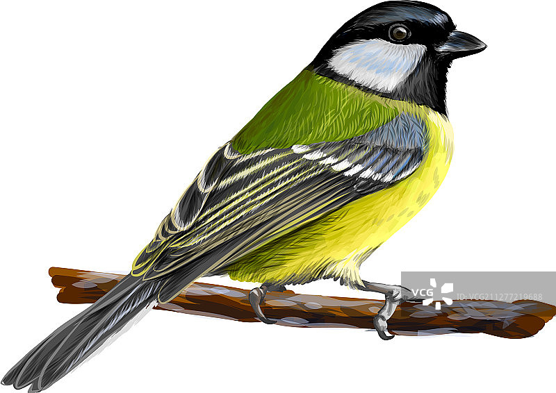 山雀鸟坐在树枝上的肖像图片素材