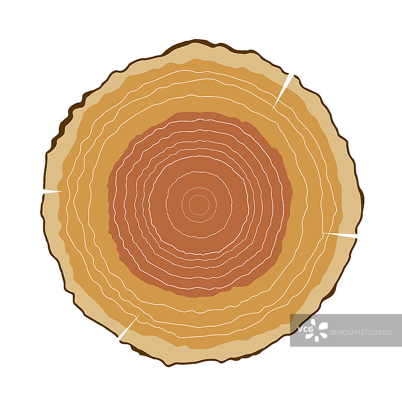 带年轮的圆形切割木材矢量图。白色背景上的切割木材。孤立的对象。树的年轮,自然。图片素材