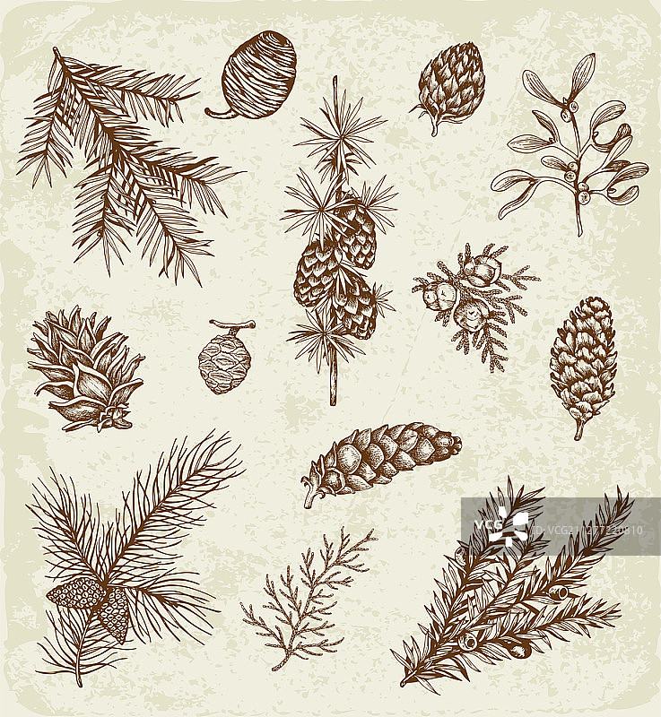 冬季常绿植物和球果合集：圣诞新年装饰复古元素手绘插画图片素材