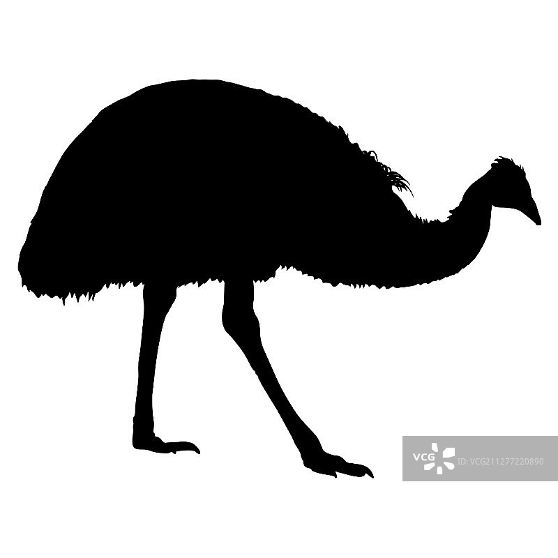 白色背景上的食火鸡剪影图片素材