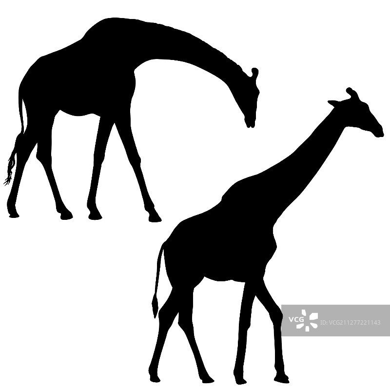 白色背景上高大的非洲长颈鹿轮廓图片素材