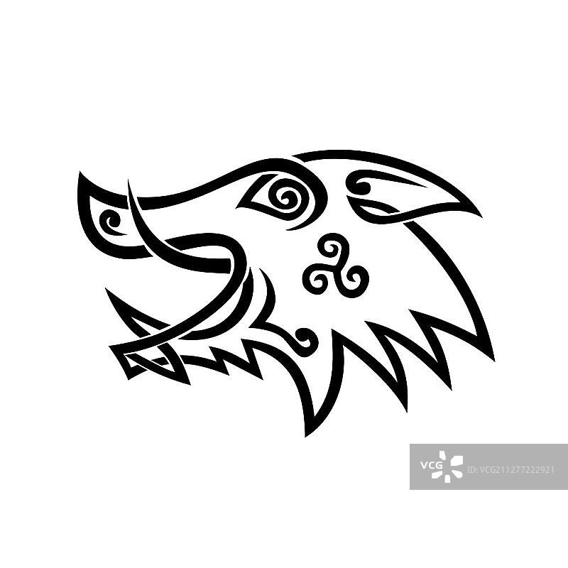 野猪头部的凯尔特结风格化插图，采用编织绳索设计，黑白模版风格的三曲枝图案图片素材