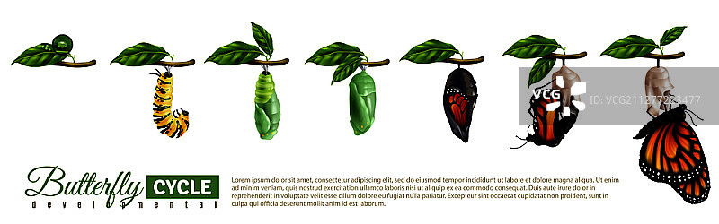 蝴蝶变态发育周期横向图：从卵到成虫的真实矢量图图片素材