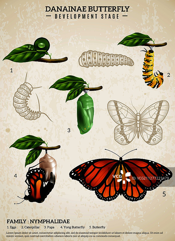 拟斑蝶科蝴蝶发育阶段写实海报图片素材