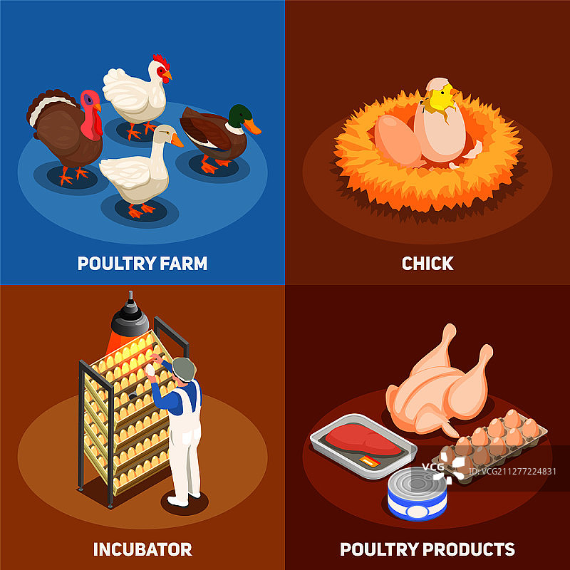 家禽2.5D设计概念：雏鸡在巢中、家禽养殖场孵化器和家禽产品方形等距矢量图图片素材